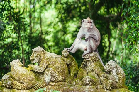 Ubud Monkey Forest 